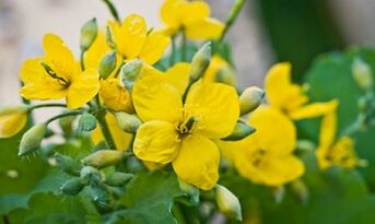 Volksmethoden zur Behandlung des Pilzes der Beine